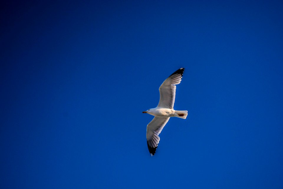 Gull