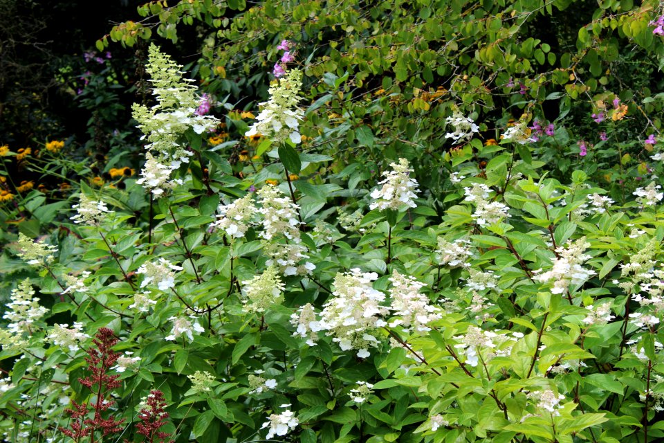 Golden Acre Park - Leeds