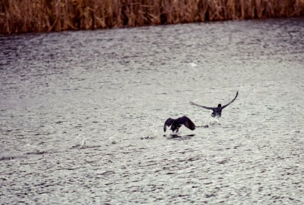 Coots in an argument