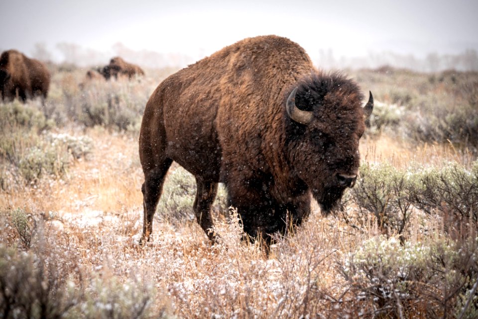 Bison