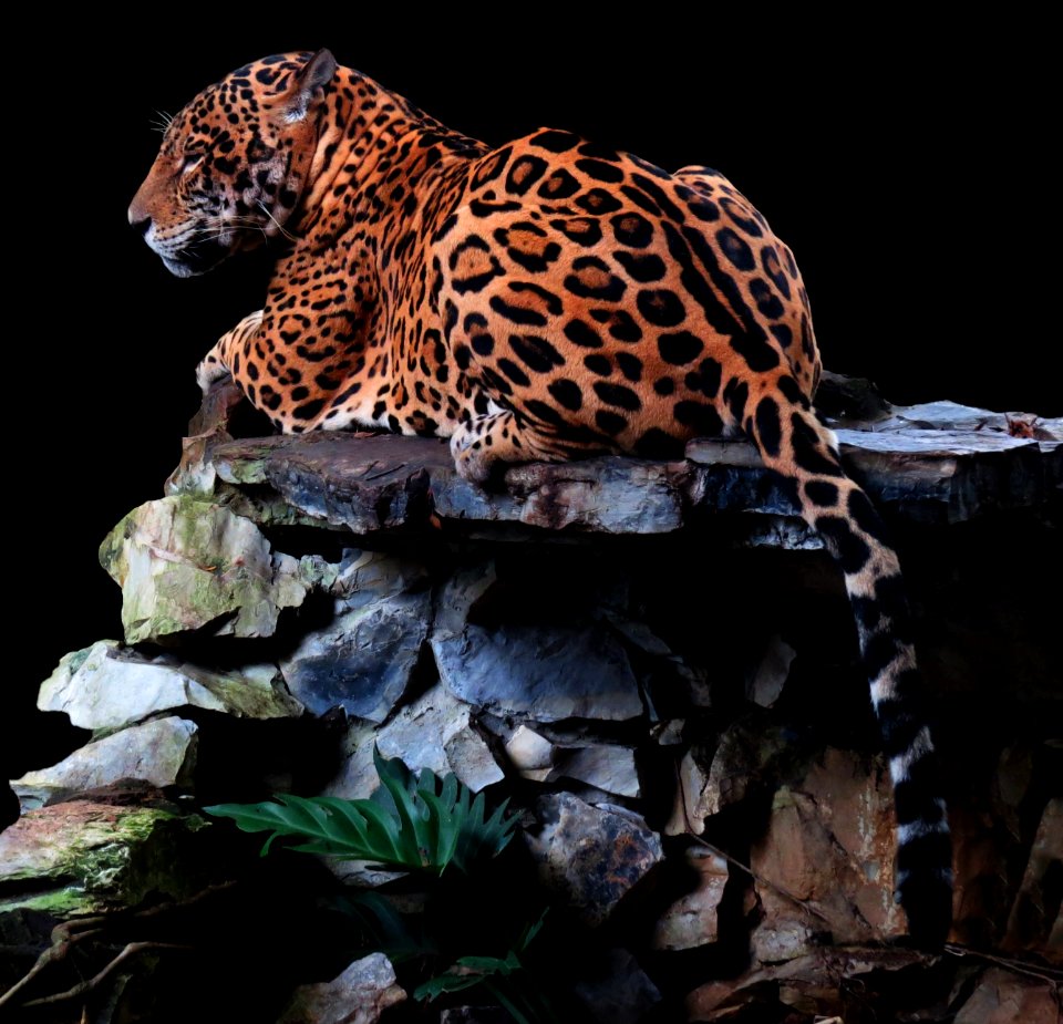 Panthera onca -- Pedro Gualoto