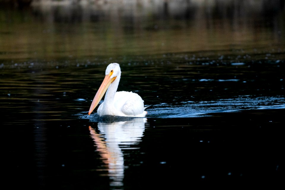 Pelican