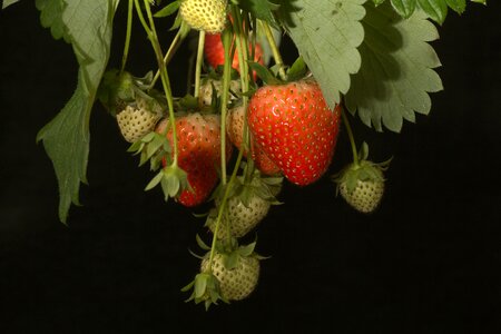 Fruit fruits red