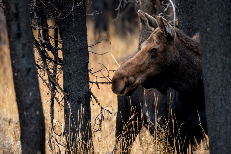 Cow Moose in Grassy Lake Fire Burn Area