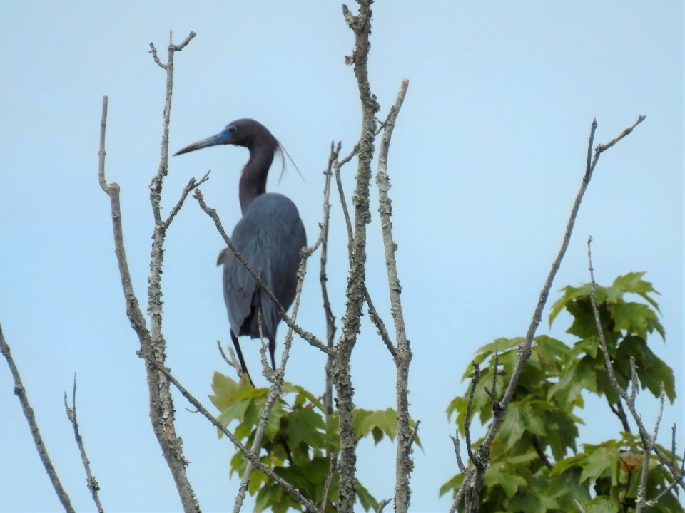(Pelecaniformes: Ardeidae) Egretta caerulea, Blåhäger / Little blue heron