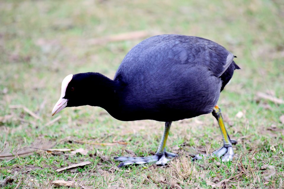 Coot feeding on the shore