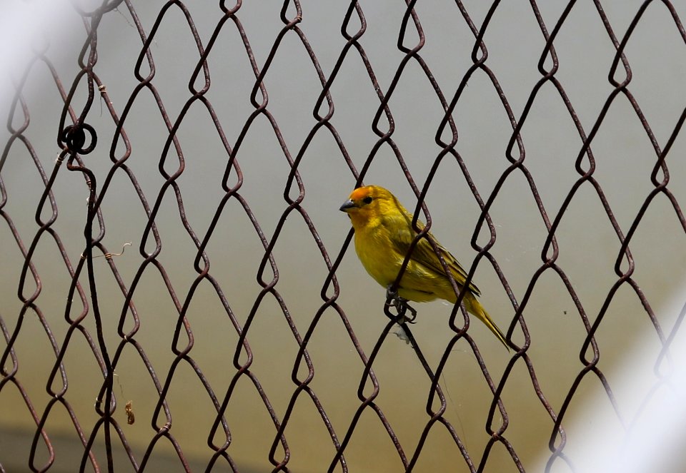 Saffron Finch, Icacos, Trinidad