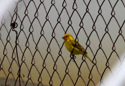 Saffron Finch, Icacos, Trinidad
