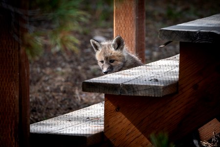 Red Fox Kit