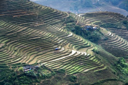 Terraced paddy fields, Vietnam photo