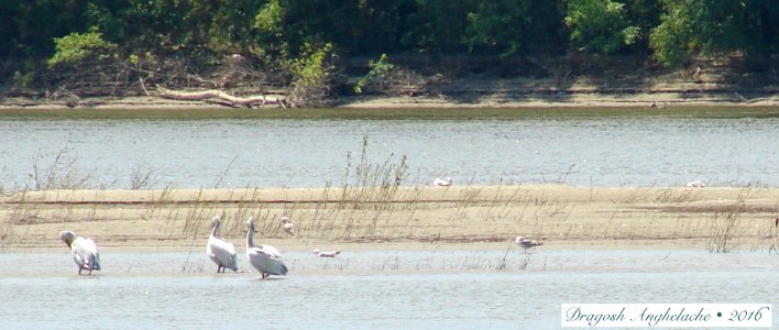 Călătorie pe Dunăre/ Voyage sur Danube