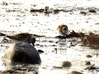 (Charadriiformes: Scolopacidae) Calidris minuta, Småsnäppa / Little stint
