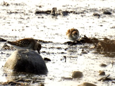 (Charadriiformes: Scolopacidae) Calidris minuta, Småsnäppa / Little stint photo