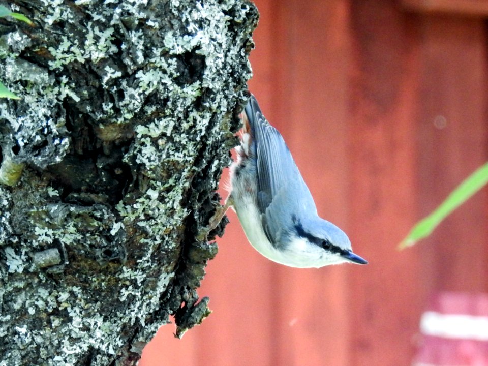 (Passeriformes: Sittidae) Sitta europaea, Nötväcka / Wood nuthatch