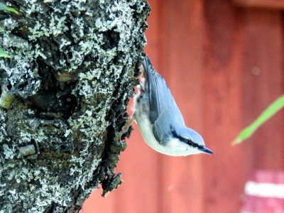 (Passeriformes: Sittidae) Sitta europaea, Nötväcka / Wood nuthatch photo