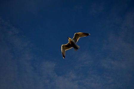 Seagull