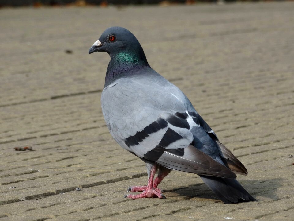 Animals birds pigeons photo