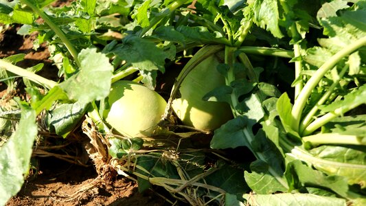 Vegetable fruit crop