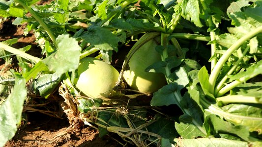 Vegetable fruit crop photo