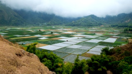 Paddy fields, Lombok, Indonesia