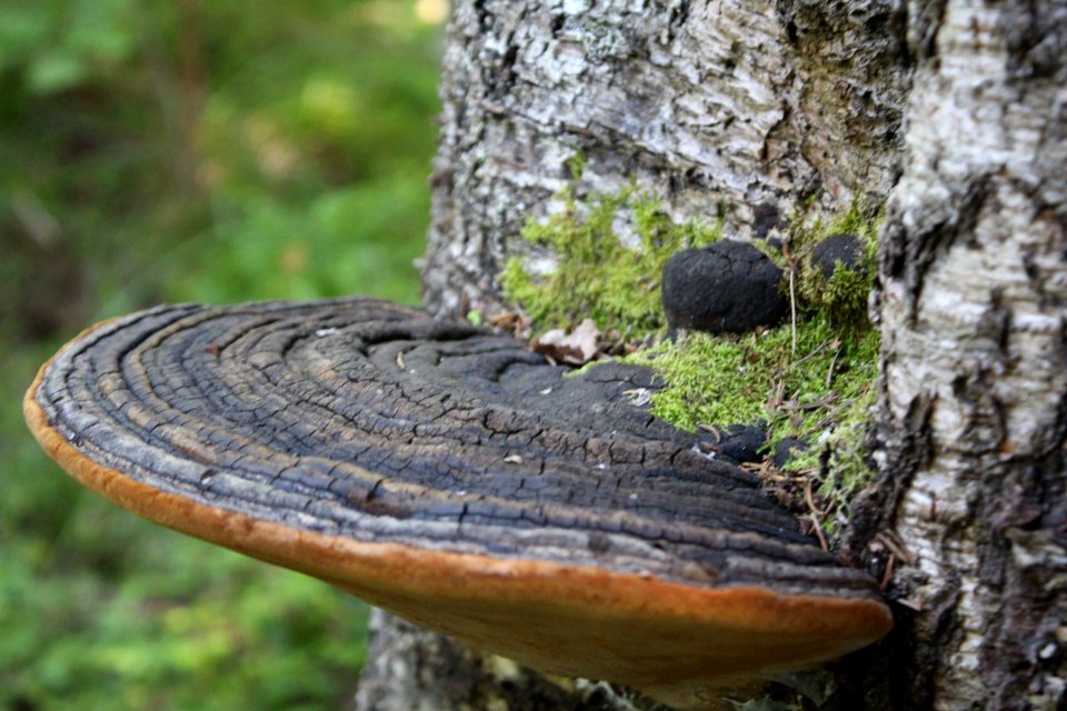 Nature at koli