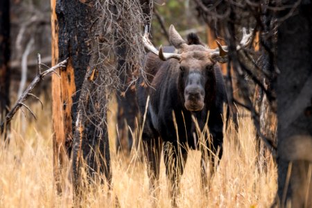 Bull Moose in Grassy Lake Fire Burn Area