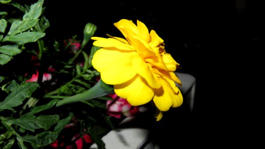 Yellow Flower 2
