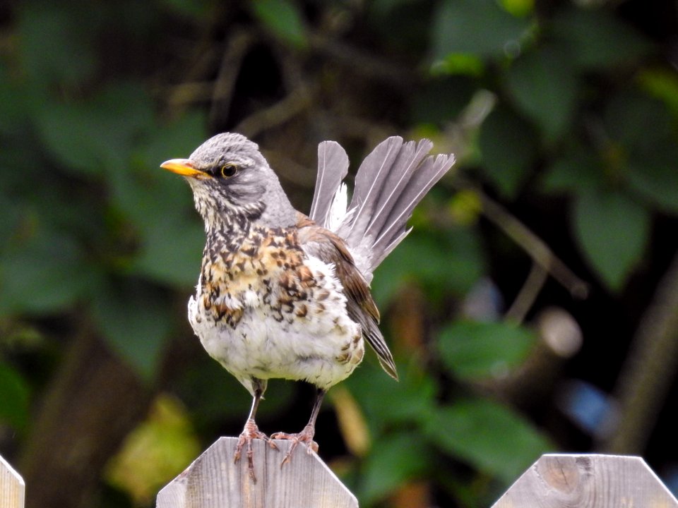(Passeriformes: Turdidae) Turdus pilaris, Björktrast / Fieldfare