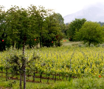 zz-Bolesina-Verso-Centro-Ridotta