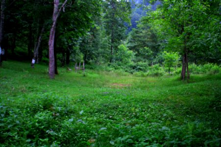 Başköy-Senoz-Çayeli-Rize