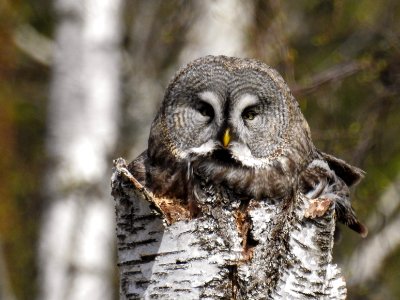(Strigiformes: Strigidae) Strix nebulosa ♀, Lappuggla / Great grey owl