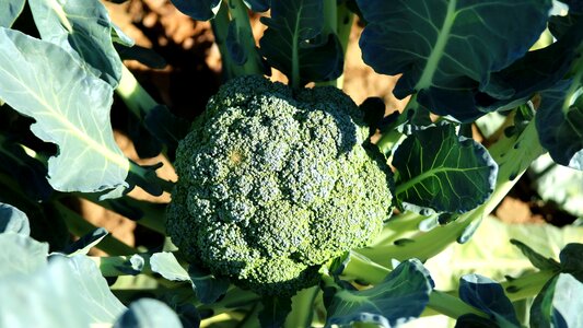 Crop fresh vegetables material