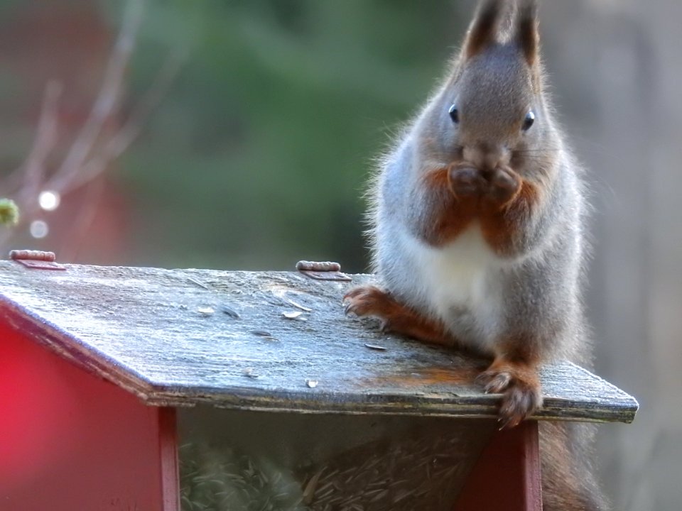 (Rodentia: Sciuridae) Sciurus vulgaris, Ekorre / Red squirrel