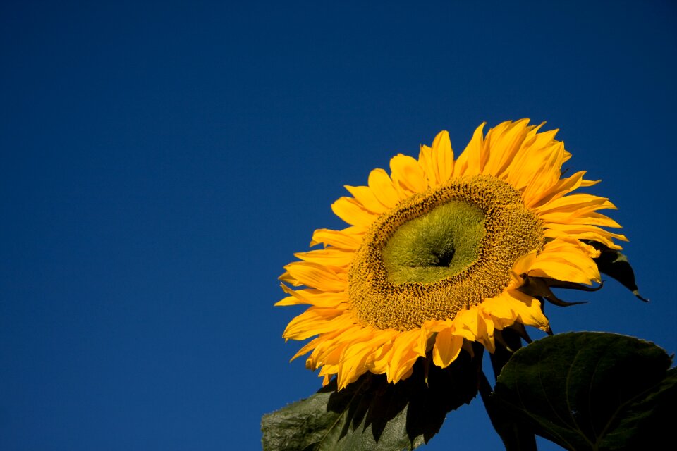 Blue sky flower summer