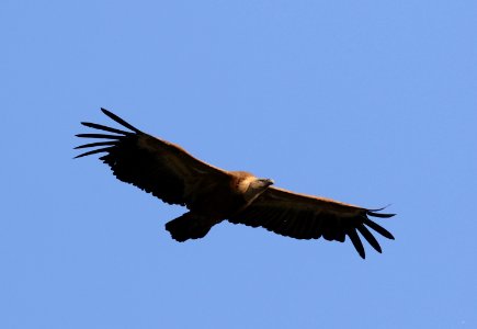 Griffon Vulture