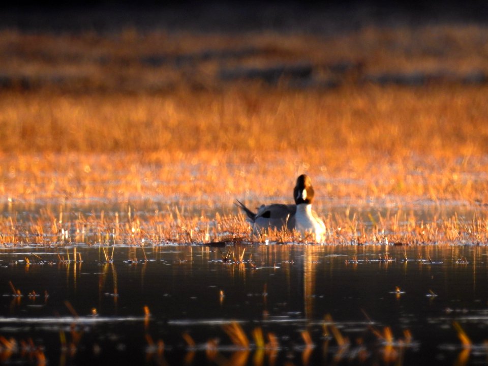 (Anseriformes: Anatidae) Anas acuta, Stjärtand / Pintail