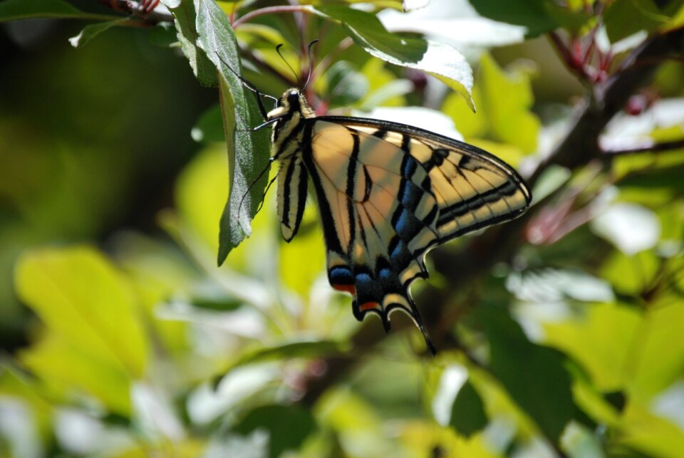 Insect lepidoptera nature