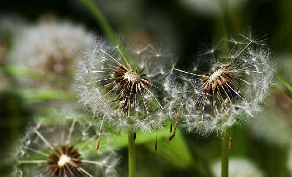 Dandelion spring meadow