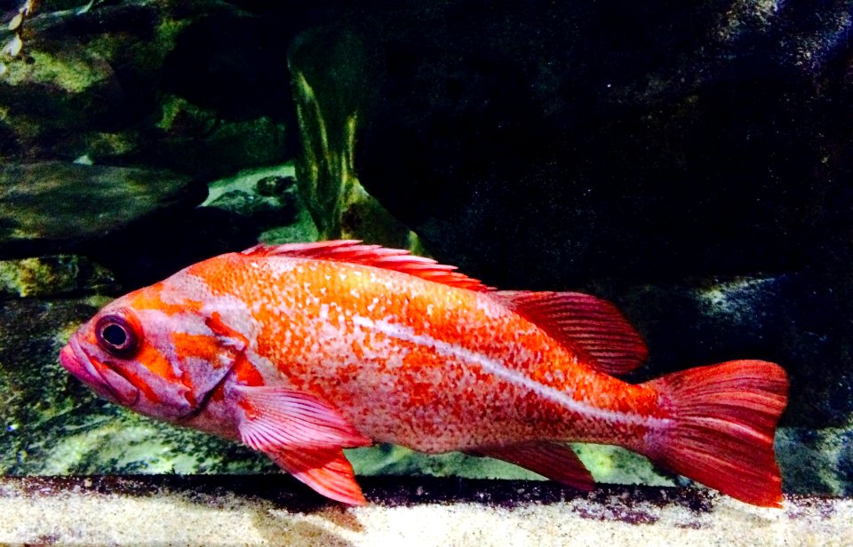 Sea Bass