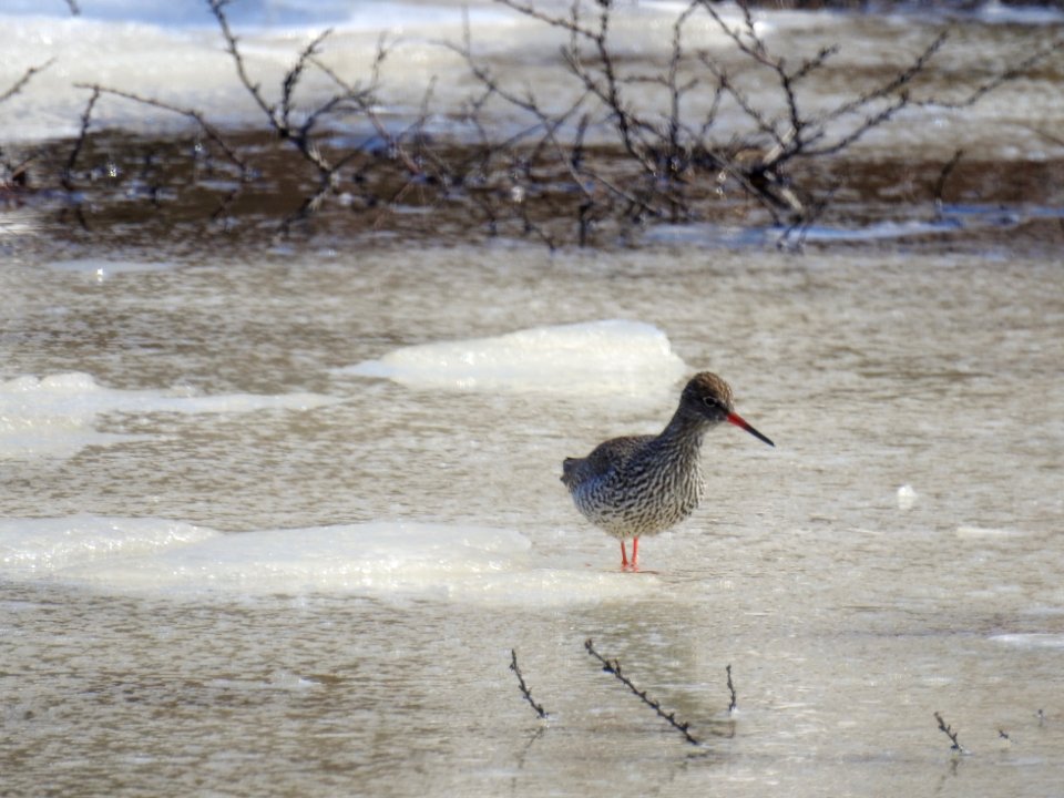 (Charadriiformes: Scolopacidae) Tringa totanus, Rödbena / Redshank