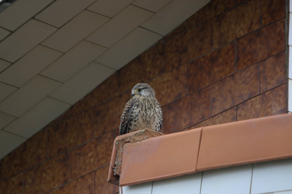 CERNÍCALO COMÚN. (Falco tinnunculus)