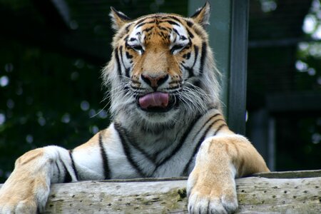 Tiger face tiger head tiger tongue photo