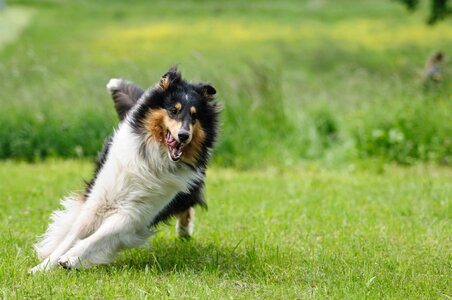 Animal pet animal portrait photo