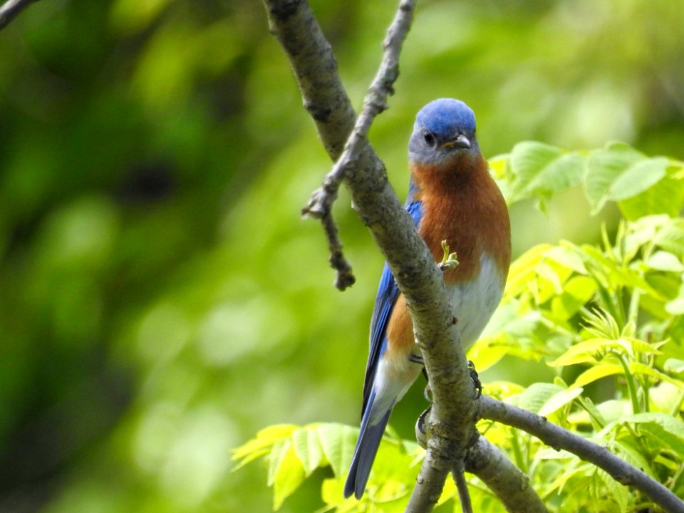 (Passeriformes: Turdidae) Sialia sialis, Östsialia / Eastern bluebird
