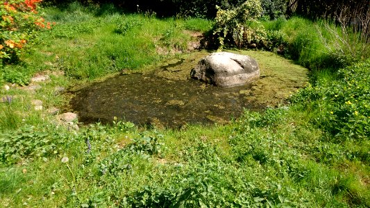 Pond