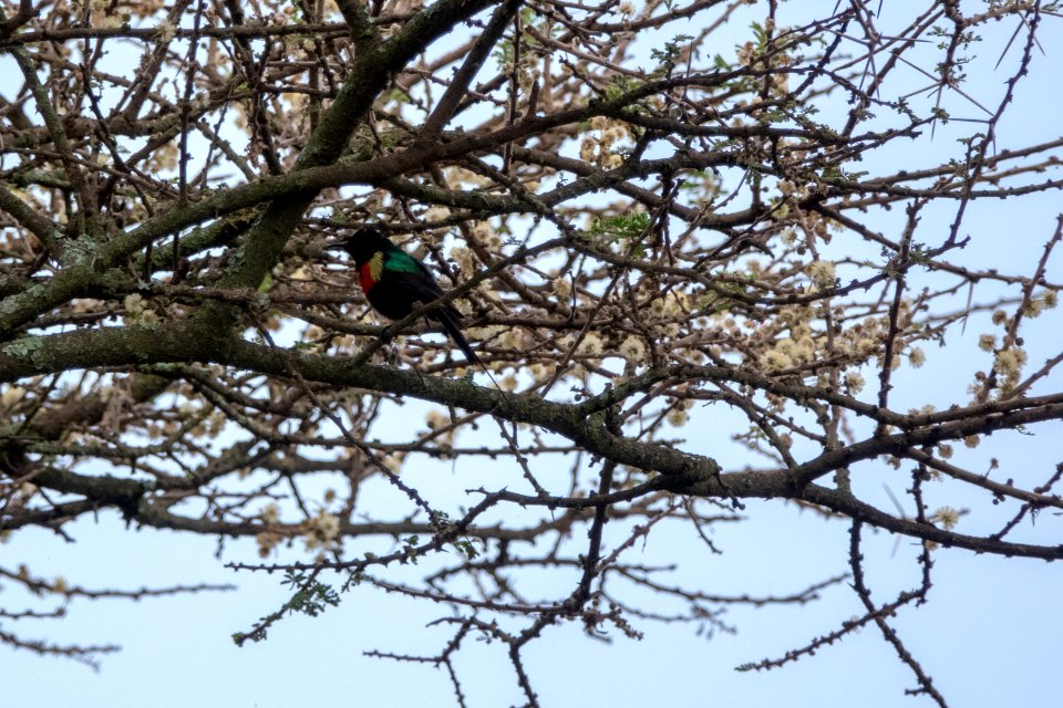 (Passeriformes: Nectariniidae) Cinnyris pulchellus, Smyckesolfågel / Beautiful sunbird