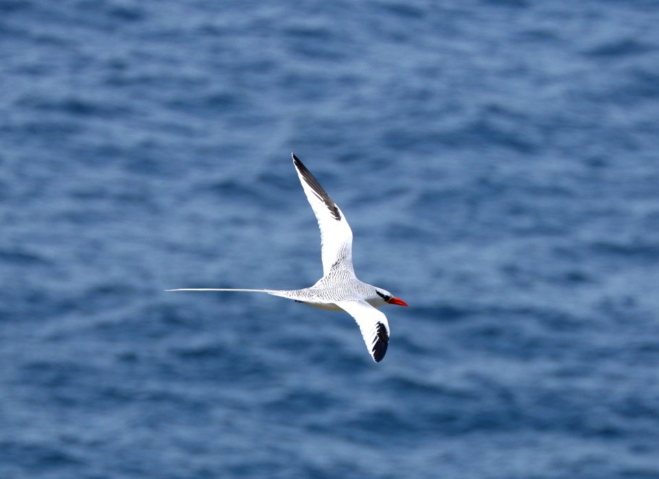 Red-billed Tropicbird, Little Tobago