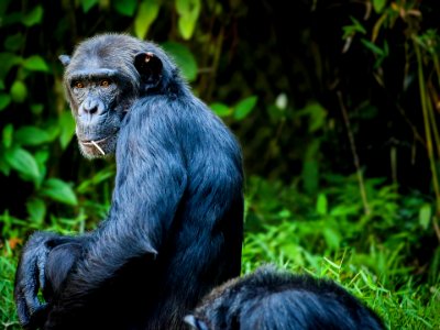 Chimpanzee monkey ape view photo