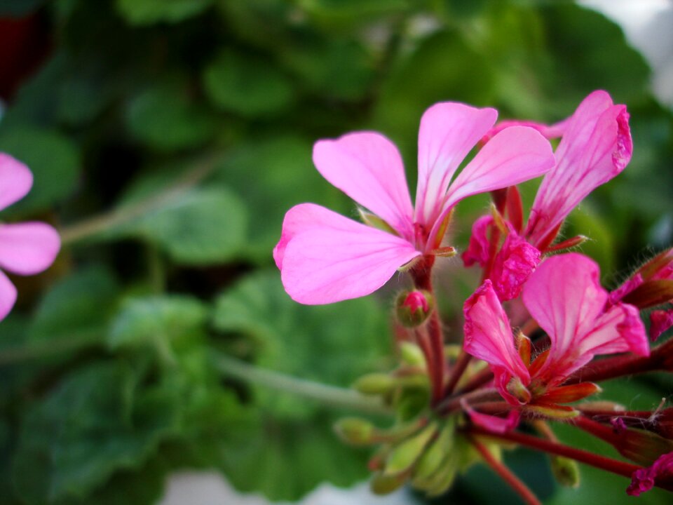Rosa green nature