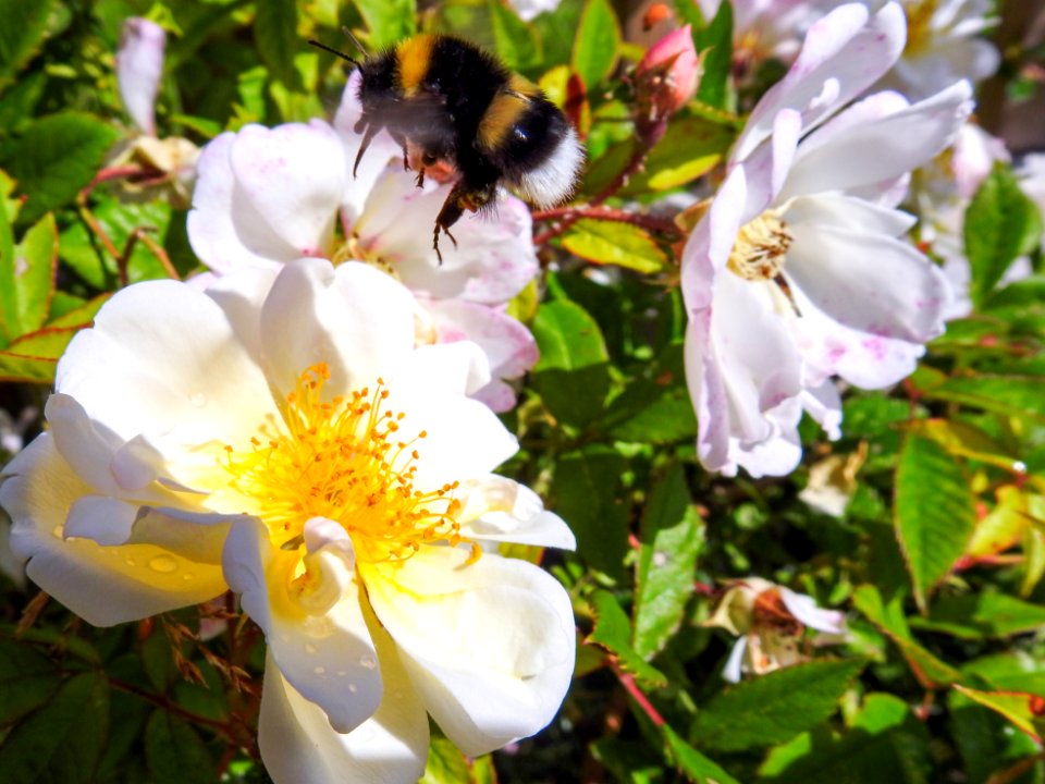 (Hymenoptera: Apidae) Bombus lucorum, Ljus jordhumla / White-tailed bumblebee